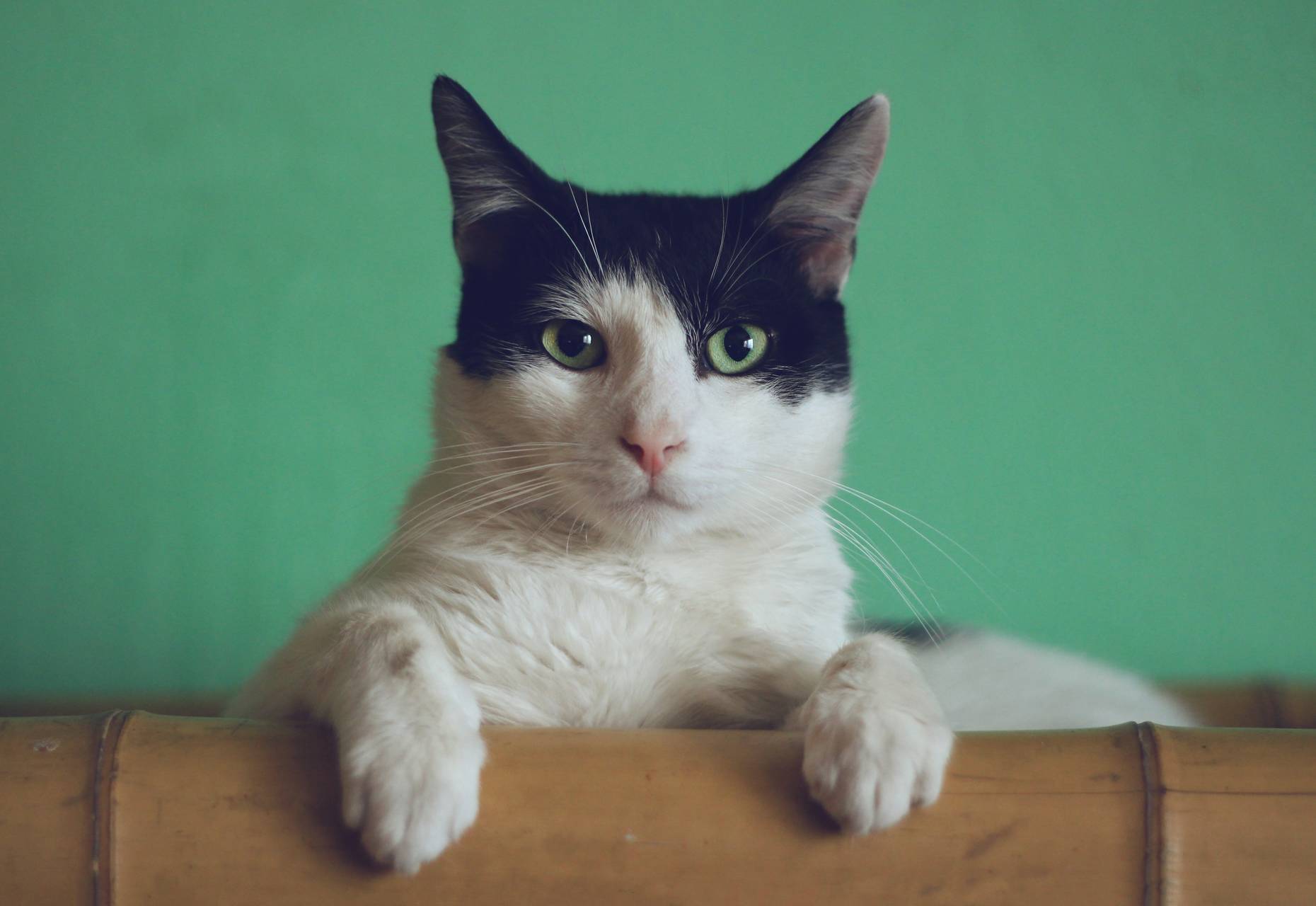 Image of a cat