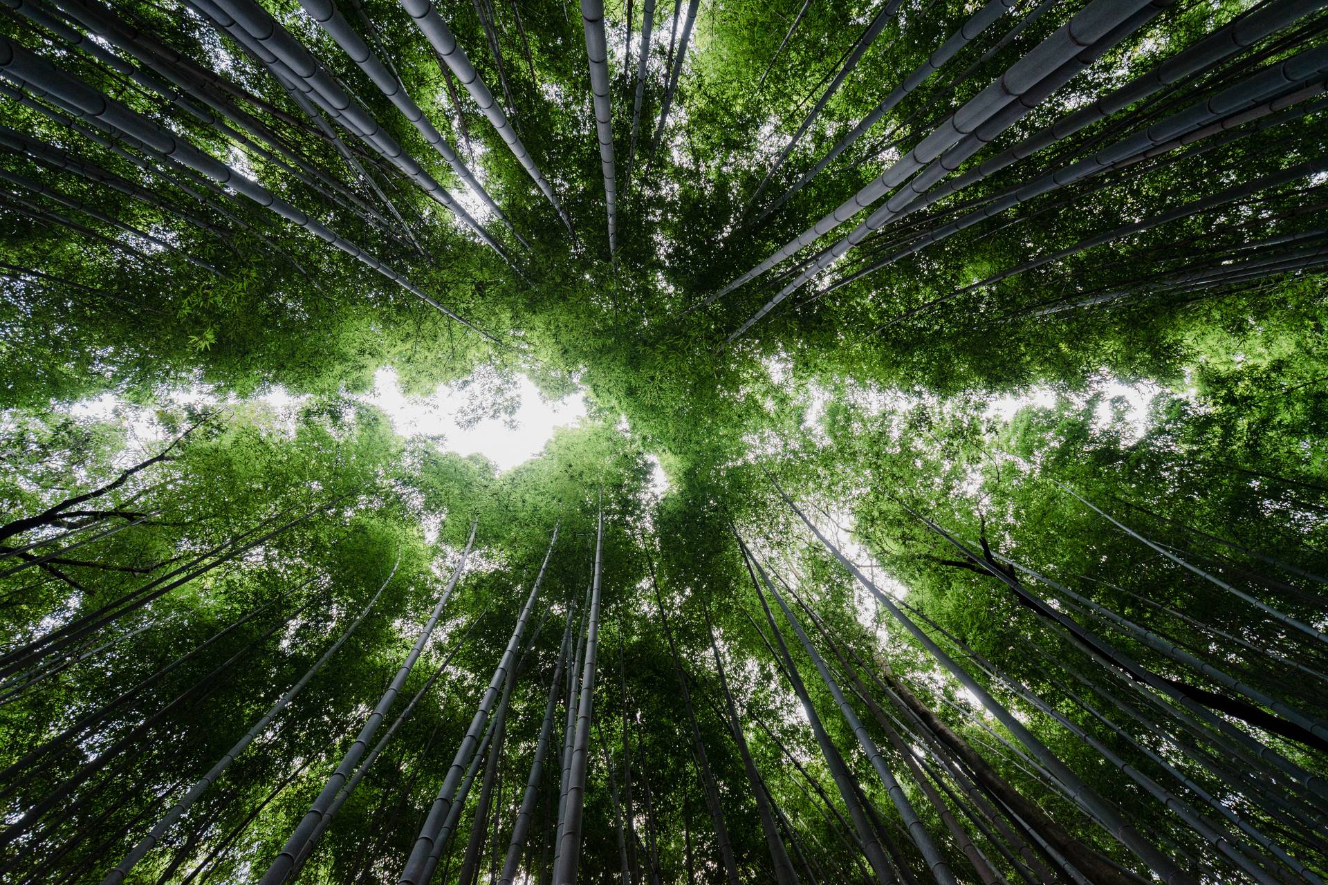 Photo of a Bamboo Forest
