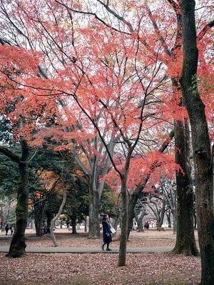 Yoyogi Park Running Route