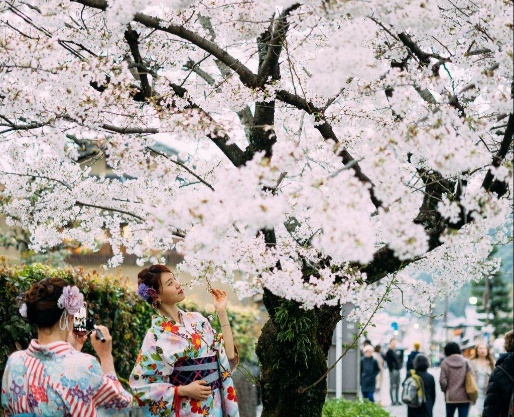 Do cherry blossoms have pollen?