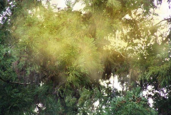 How to Combat Hay Fever in Japan