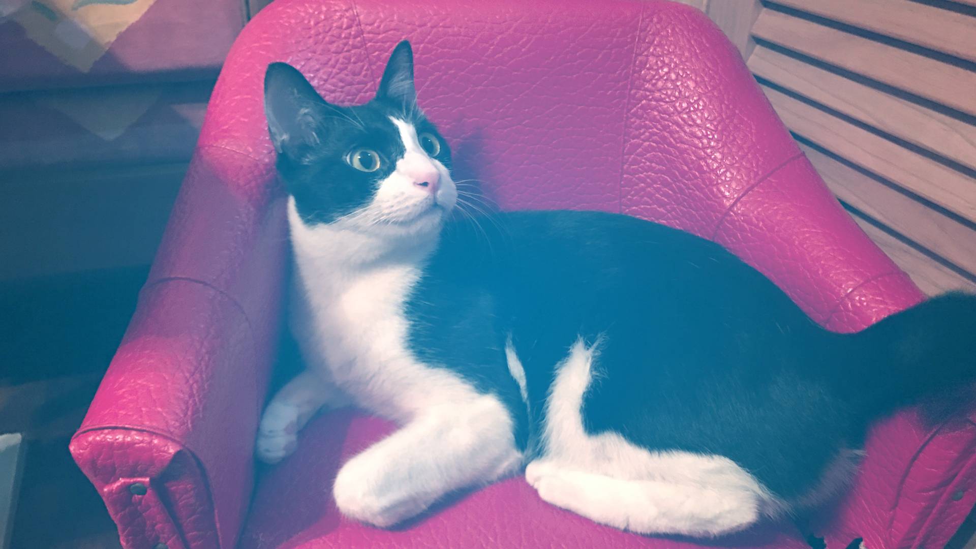 Here’s how to get your pet into Singapore Expat Life Singapore